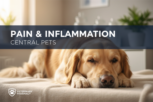 Pain & Inflammation